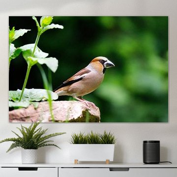 Kernbeißer auf Baumstumpf