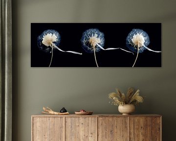Triptych of fluffy dandelions panorama by Digitale Schilderijen