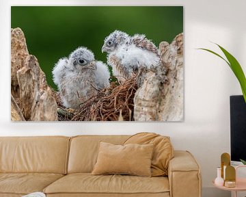 Young kestrels by Marjon Tigchelaar