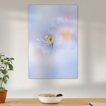 La beauté du silence sur Bob Daalder