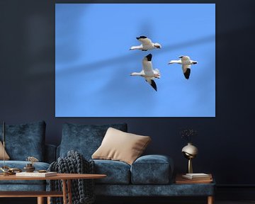 Snow geese in spring by Claude Laprise