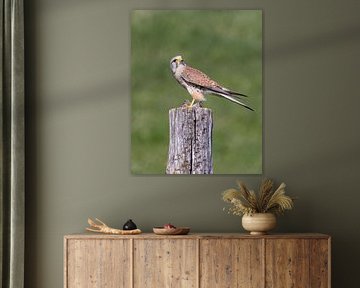 Kestrel with mouse by Teresa Bauer