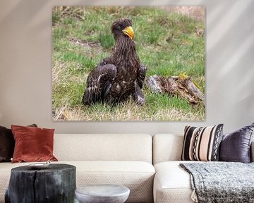 Riesenseeadler in der Wiese