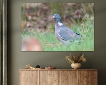Wood pigeon