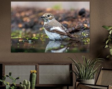 Pied flycatcher by Merijn Loch
