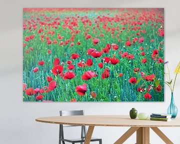Rode klaproos op een zomers graanveld van Silva Wischeropp