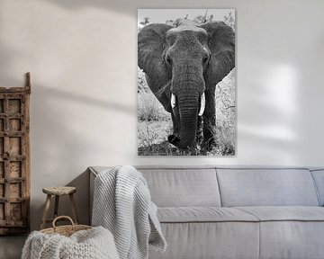 elephant