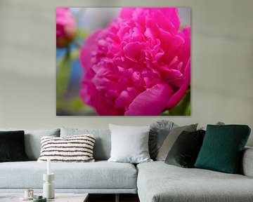 "Peony"in perfectie van Christina Bauer Photos