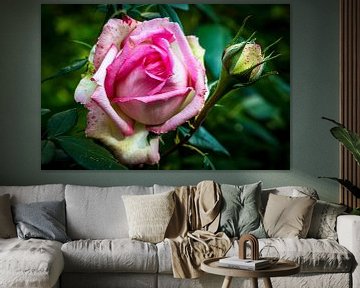 Roze roos van Dieter Walther