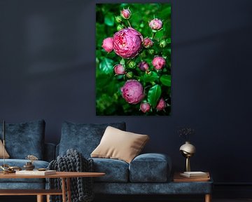 roze wilde roos van Dieter Walther