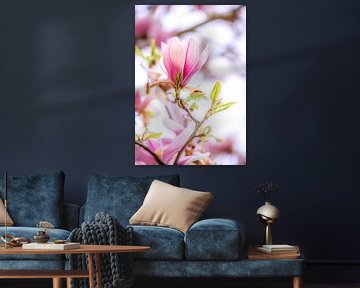 Pink and white blooming magnolia flowers by ManfredFotos