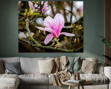 Pink and white blooming magnolia flowers by ManfredFotos