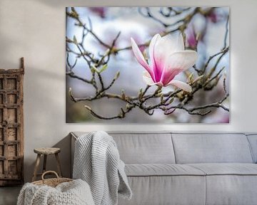 Pink and white blooming magnolia flowers by ManfredFotos