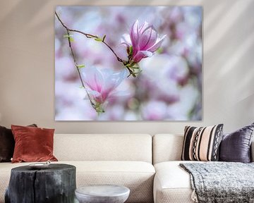 Pink and white blooming magnolia flowers by ManfredFotos