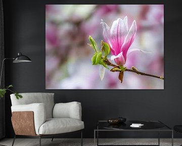 Pink and white blooming magnolia flowers by ManfredFotos