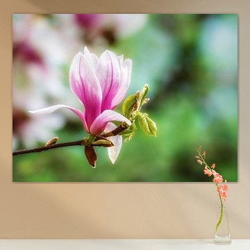 Pink and white blooming magnolia flowers by ManfredFotos