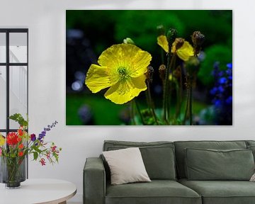 Poppy flower
