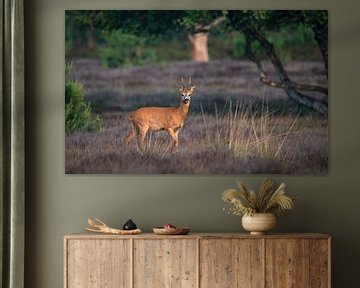 roe buck