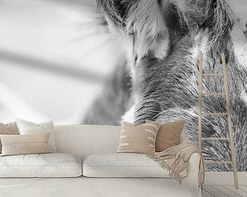 Esel Auge und Ohr in Schwarz-Weiß-Porträt