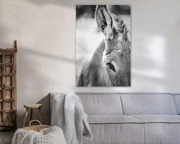 Ezel Oog en Oor in Zwart-Wit Portret