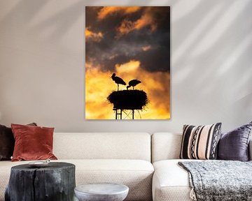 Silhouettes de cigognes