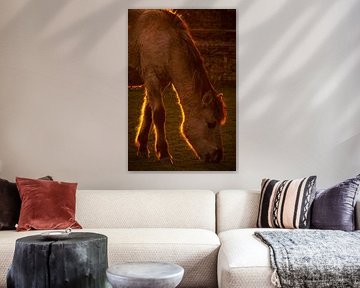 Le cheval Konik dans la lumière du soir ! sur Willemijn Wolthaus