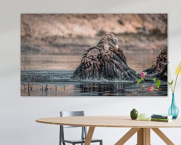 Badender Weißkopfseeadler, spritzende Wassertropfen von Arjan Warmerdam