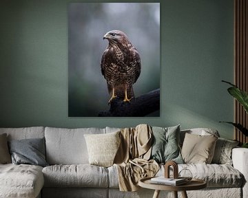 Buizerd van Tom Zwerver