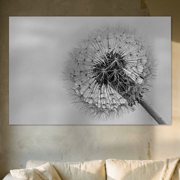 Pluizenbol van de paardenbloem.