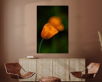 tulipes orange sur snippefotografie
