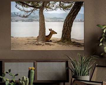 La nature de l'île de Miyajima