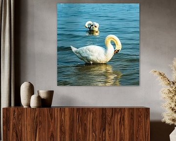 Zwanen schoonmaken van Dieter Walther