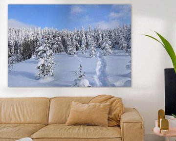 Traces of snowshoes in the forest by Claude Laprise