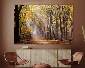 Sonnenstrahlen durch den Herbstwald von Judith Borremans