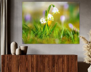 Spring wildflowers in the spring meadow