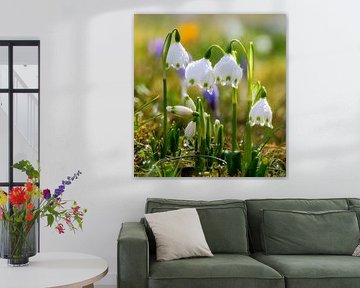 Spring wildflowers in the spring meadow