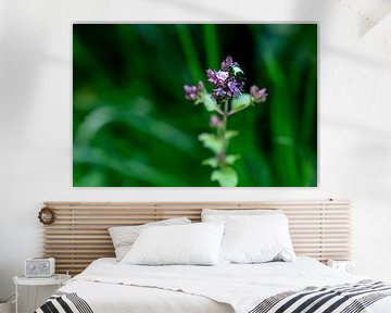 Macrofotografie: groen kever dier op paarse bloem