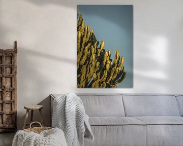 Cactus Goudomrand in de Late Zon tegen Blauwe Lucht