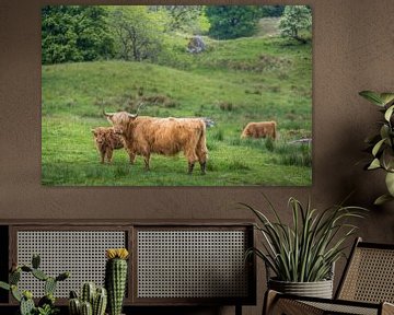 Schotse Hooglanders bij Loch Awe in Cladich van Christian Müringer