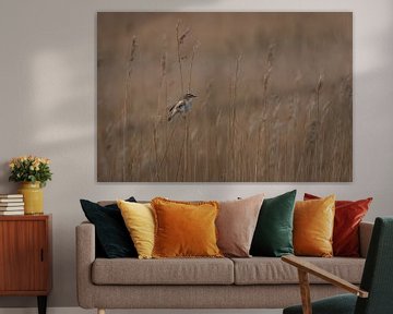 Reed Warbler