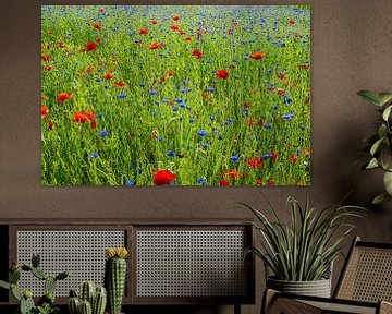 Prairie fleurie sur Stefan Havadi-Nagy