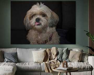 Cute Shi-Tzu with protruding tongue by Kristof Leffelaer
