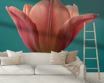 Good morning! A Tulip flips open its petals by Marjolijn van den Berg