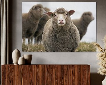 Schaap van Photodoos