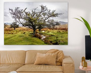 Knorriger Baum auf zerklüftetem Moor im Dartmoor National Park, England von Opmeer Reports