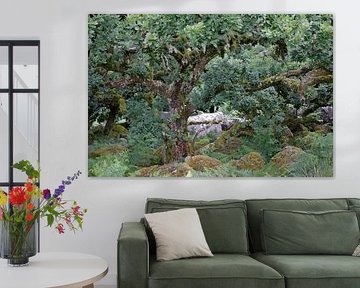 Wald der Weisen 9 von Ralph Jongejan