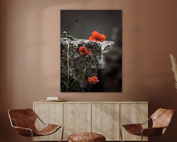 CLAPROOS von Willemijn Wolthaus