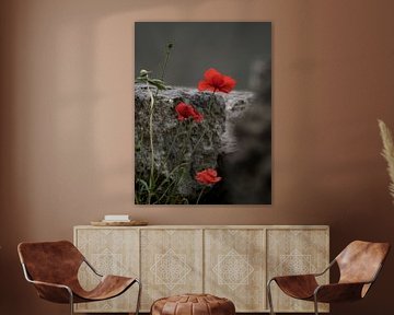 CLAPROOS von Willemijn Wolthaus