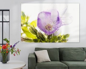 Roze flox in ijs 1 van Marc Heiligenstein