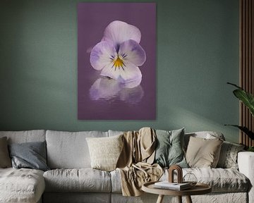 Alleen in mauve: Een wit viooltje met een beetje paars van Marjolijn van den Berg